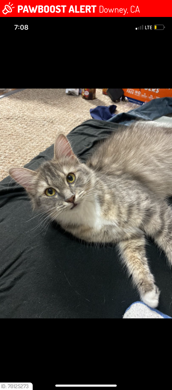 Lost Female Cat last seen By the old McDonald’s , Downey, CA 90240