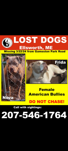 Lost Female Dog last seen Gameston Park rd, Ellsworth, ME 04605