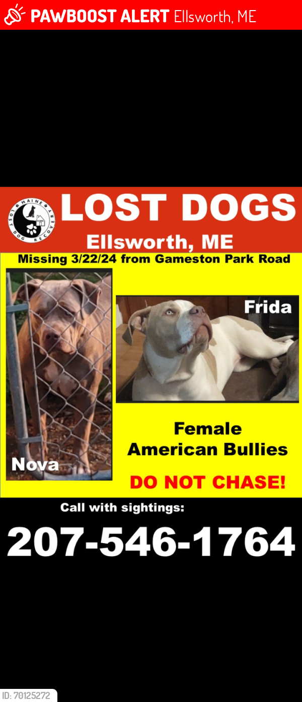 Lost Female Dog last seen Gameston Park rd, Ellsworth, ME 04605