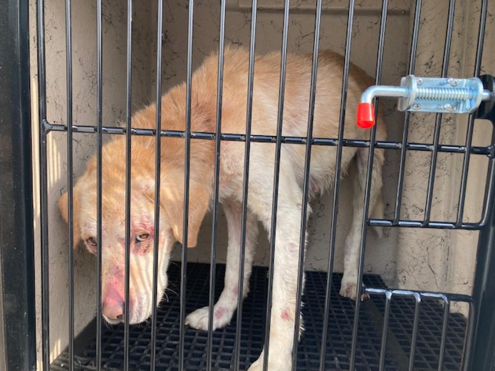 Shelter Stray Male Dog last seen Near BLOCK TOURMALINE DR - FIELD, Murfreesboro, TN 37129