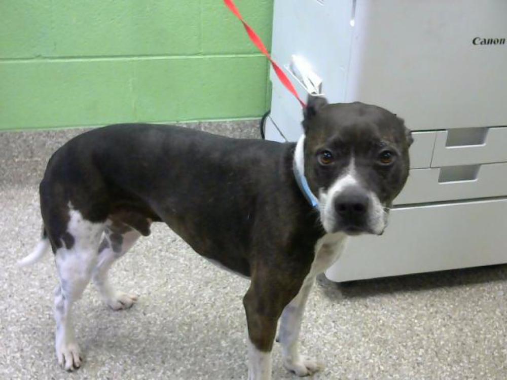 Shelter Stray Male Dog last seen Near BLOCK FRANKLIN RD- 03/13/24, Murfreesboro, TN 37129