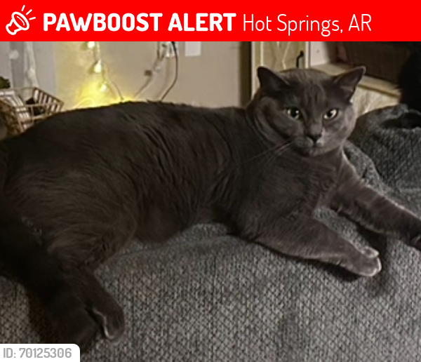 Lost Male Cat last seen Central ave and Lakeland Drive, Hot Springs, AR 71913