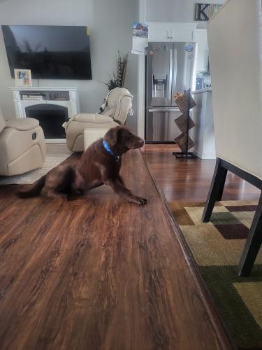 Lost Male Dog last seen 52nd Avenue and 47th Street South , Fargo, ND 58104