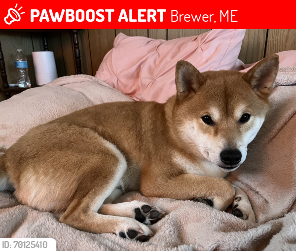 Lost Male Dog last seen Brewer me, Brewer, ME 04412