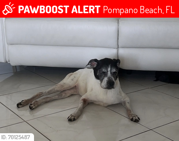 Lost Female Dog last seen Federal hwy pompano beach, fl 33060, Pompano Beach, FL 33060