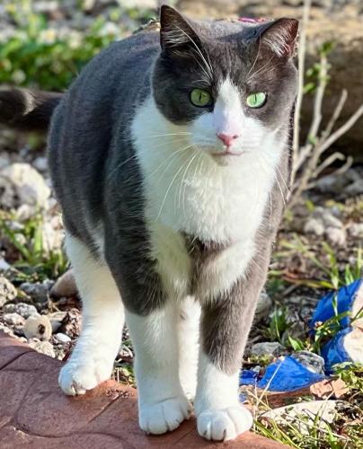 Lost Male Cat last seen Sunset Dr and 72nd Ave, Miami, FL 33143