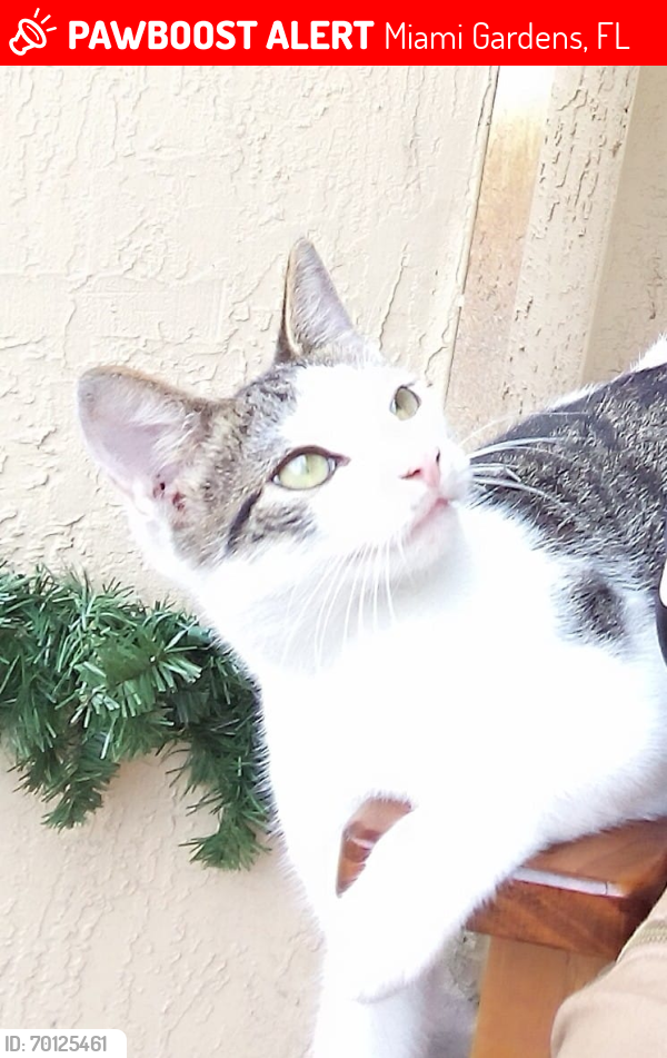 Lost Male Cat last seen Avenida 27 calle 175, Miami Gardens, FL 33056