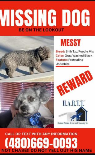Lost Male Dog last seen McQueen Rd , Chandler, AZ 85224