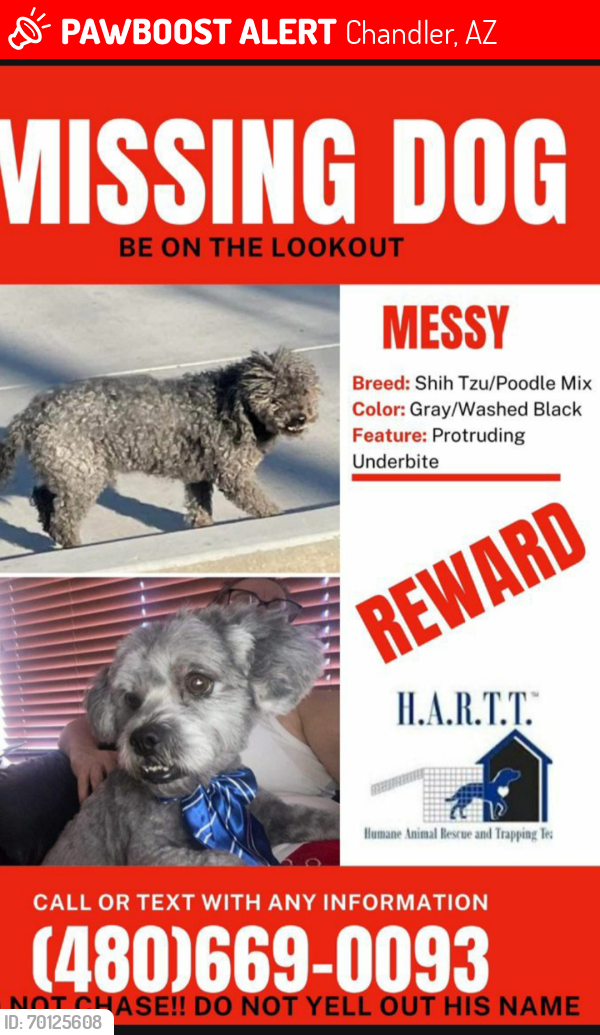 Lost Male Dog last seen McQueen Rd , Chandler, AZ 85224