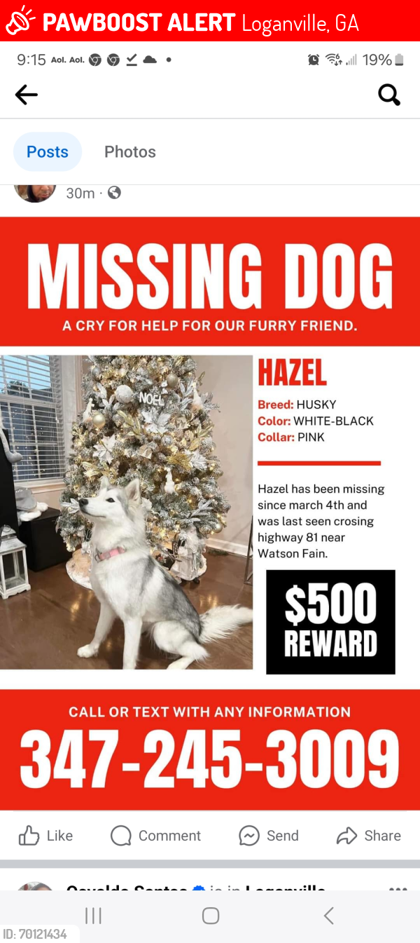 Lost Female Dog last seen Hwy. 81 and shiloh road, Loganville, GA 30052