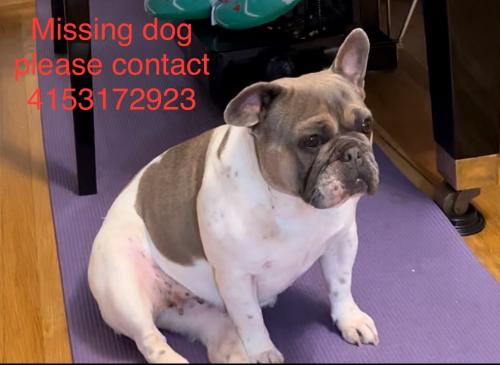 Lost Female Dog last seen Near 41st Ave, San Francisco, CA 94121, San Francisco, CA 94121