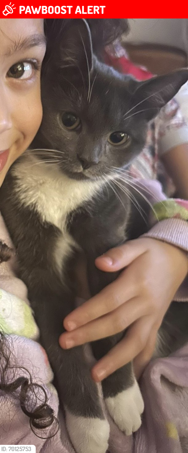 Lost Female Cat last seen St Peter’s infants and juniors old church road harborne , West Midlands, England B17 0QJ