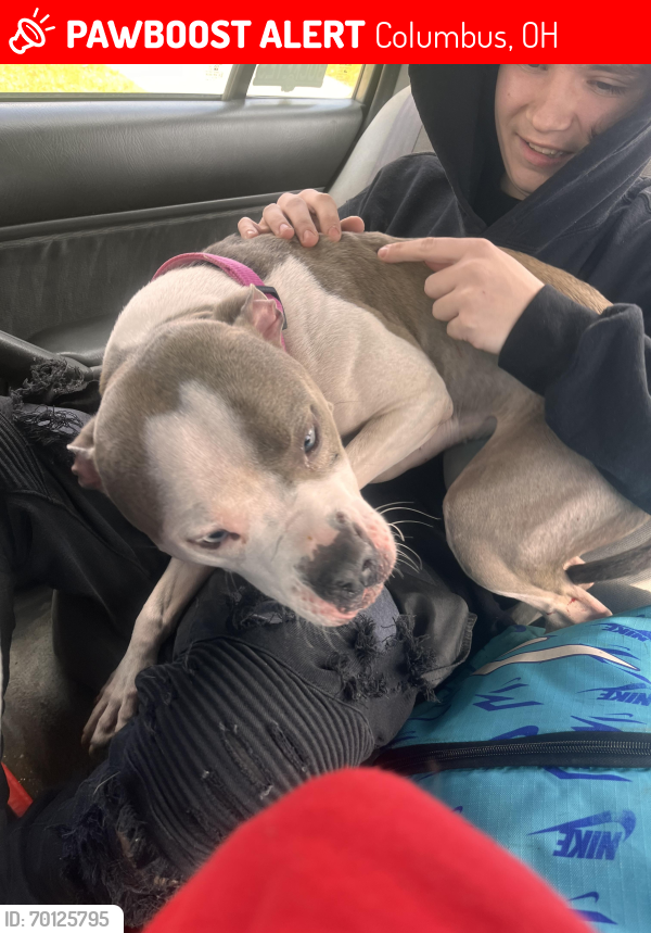 Lost Female Dog last seen Mound and racine, Columbus, OH 43204