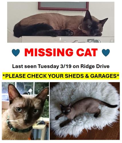 Lost Male Cat last seen 12th & Airport Rd, Austin, TX 78721