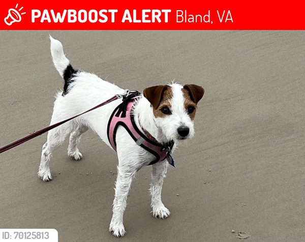 Lost Female Dog last seen Highway 42, aka East Bluegrass Trail, Bland, VA 24315