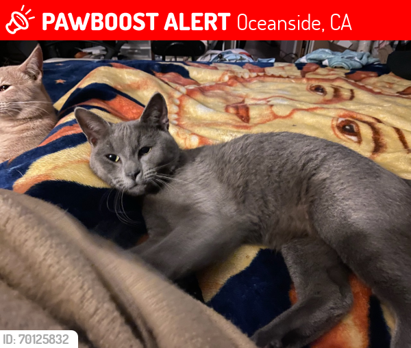 Lost Male Cat last seen Libby lake Park, Oceanside, CA 92057