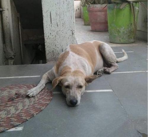 Lost Female Dog last seen Rakhiyal char Rasta near dinosaur circle , Ahmedabad, GJ 380038