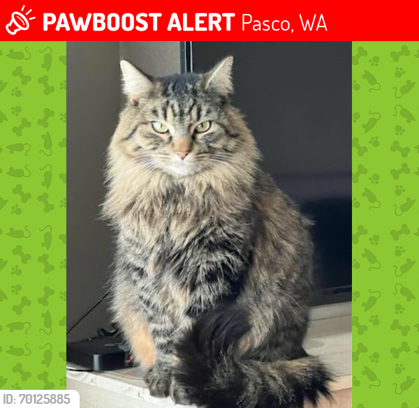 Lost Female Cat last seen Burden/Sandifur/Wrigley Rd 60/rd68, Pasco, WA 99301