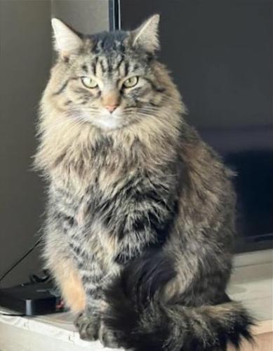Lost Female Cat last seen Burden/Sandifur/Wrigley Rd 60/rd68, Pasco, WA 99301