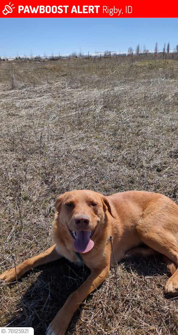 Lost Female Dog last seen old Yellowstone highway , Rigby, ID 83442
