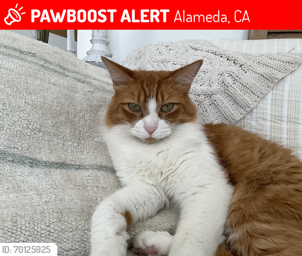 Lost Male Cat last seen Bayview Drive at Laguna Vista in Alameda, Alameda, CA 94501