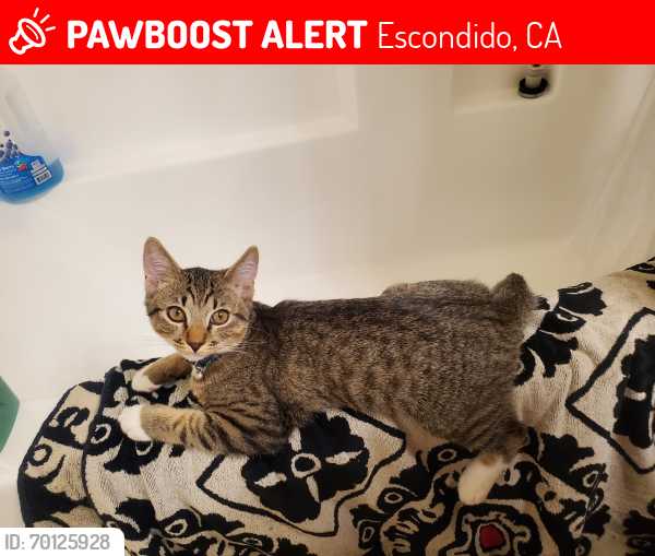 Lost Male Cat last seen Felicita Creek apmts , Escondido, CA 92046