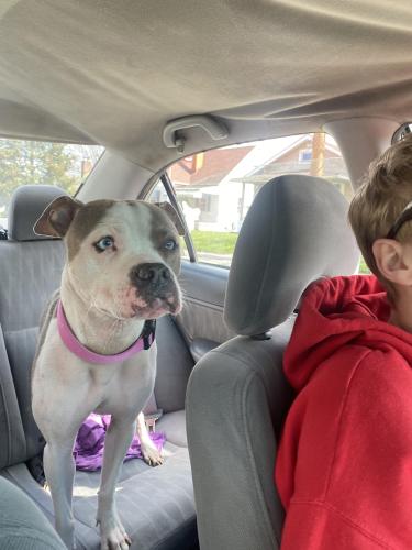 Lost Female Dog last seen Looks like it could be dumped is skinny and is bleeding from scratches, she is sweet though you can tell she’s trained will not bite a human but will fight smaller animals., Columbus, OH 43204