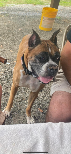 Lost Male Dog last seen Hwy” 55 West & Van Moreadith rd, New Bern, NC 28562