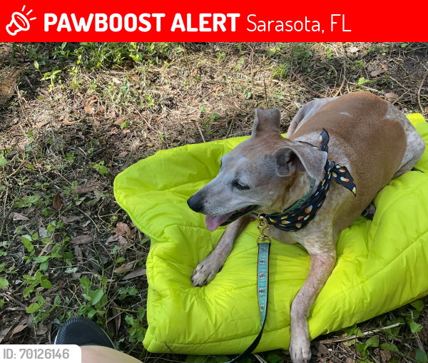 Lost Female Dog last seen Indian place and Ringling Blvd, Sarasota, FL 34237