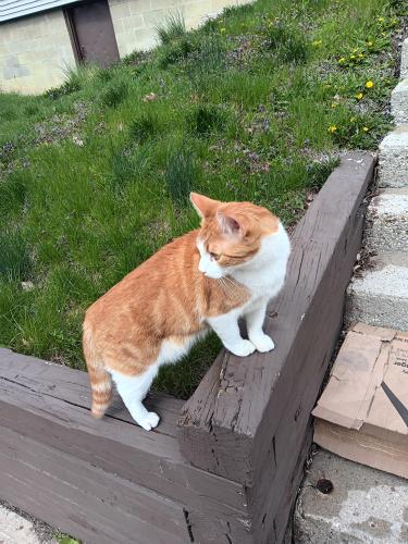 Found/Stray Male Cat last seen Summit Street and 8th. Has been hanging out around 1400 Summit St., Columbus, OH 43201