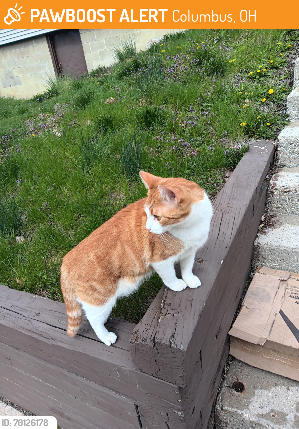 Found/Stray Male Cat last seen Summit Street and 8th. Has been hanging out around 1400 Summit St., Columbus, OH 43201
