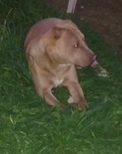 Lost Female Dog last seen Benicia Rd Vallejo, CA, Vallejo, CA 94591