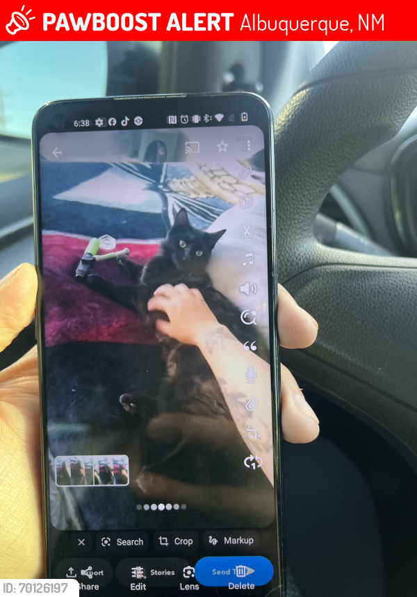 Lost Male Cat last seen Edith and tyler rd, Albuquerque, NM 87113