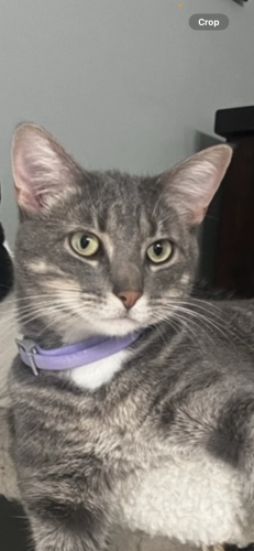 Lost Female Cat last seen Douglas/sheridan , Wichita, KS 67203