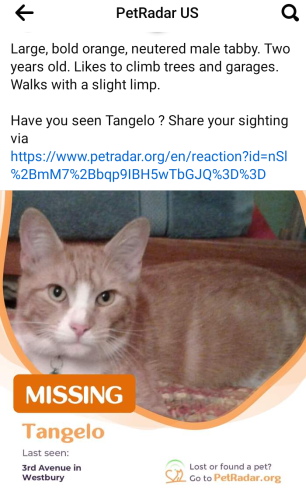 Lost Male Cat last seen Third Avenue and Sixth Street , Westbury, NY 11590