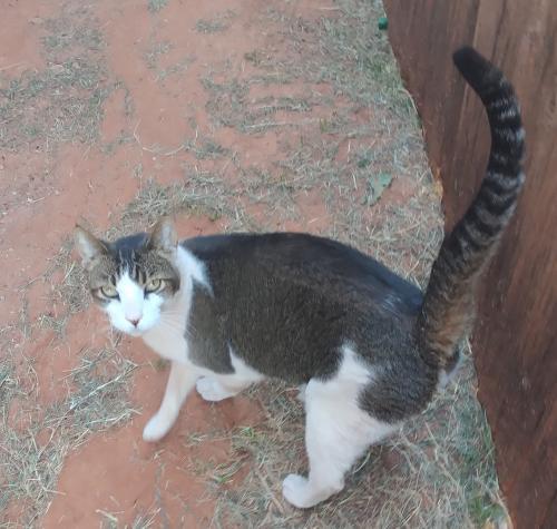 Lost Male Cat last seen Nw 15th and Tulsa, Oklahoma City, OK 73107