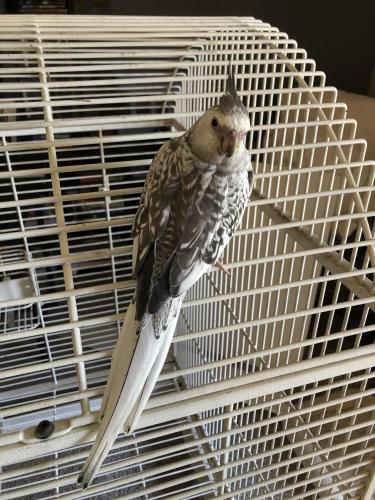 Lost Female Bird last seen Near Castro St Martinez, CA 94553, Martinez, CA 94553