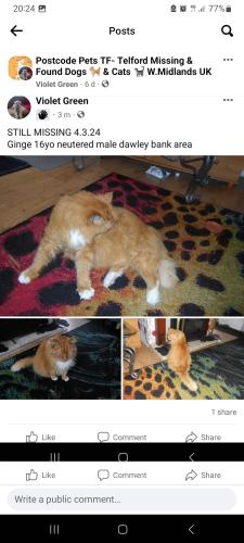 Lost Male Cat last seen Dawley bank, Telford and Wrekin, England TF4