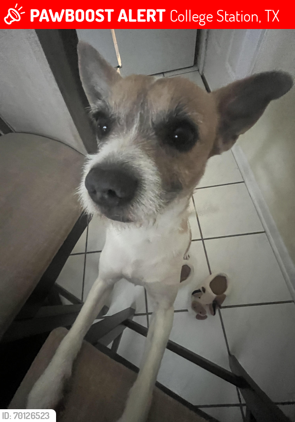 Lost Male Dog last seen Windfree Dr , College Station, TX 77845