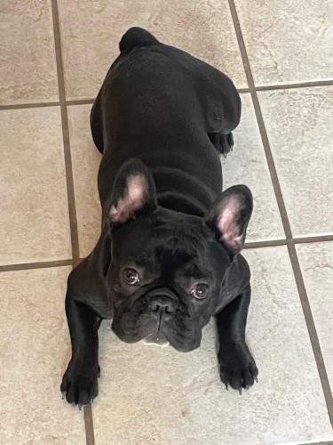 Lost Male Dog last seen Cornflower and twinflower in crystal manor, Crystal River, FL 34428