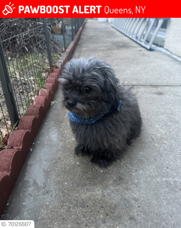 Lost Male Dog last seen 14th ave and 115th st., Queens, NY 11356