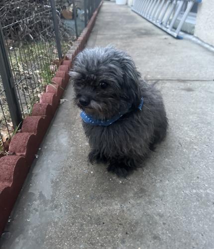Lost Male Dog last seen 14th ave and 115th st., Queens, NY 11356