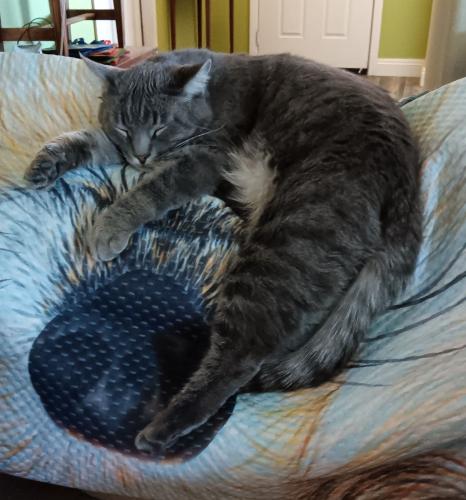 Lost Male Cat last seen 1/2 block South of DHS Animal Shelter , Desert Hot Springs, CA 92240