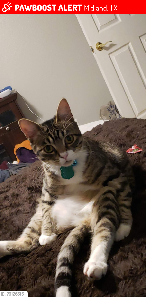 Lost Male Cat last seen Bowie Dr and Edgewood, Midland, TX 79703