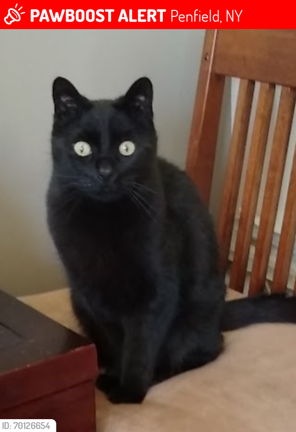 Lost Male Cat last seen Browncroft Blvd, Panorama Trail, Penfield, NY 14625