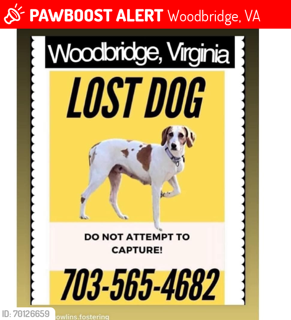 Lost Female Dog last seen Woodbridge virginia, Woodbridge, VA 22191