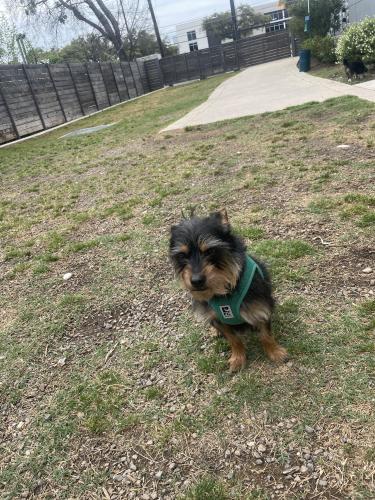 Lost Male Dog last seen By the Neiman Marcus at The Domain, Austin, TX 78758
