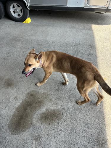 Found/Stray Female Dog last seen Little Road, Arlington, TX 76016
