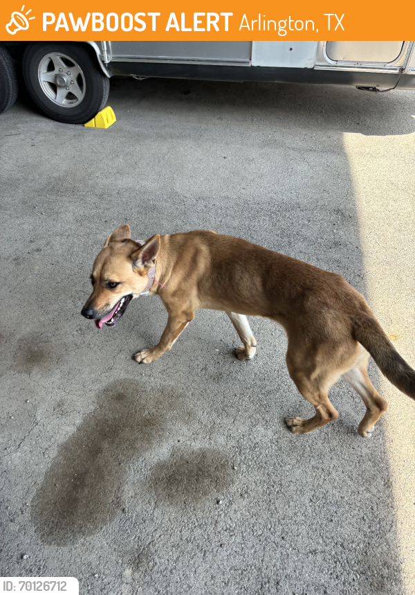 Found/Stray Female Dog last seen Little Road, Arlington, TX 76016
