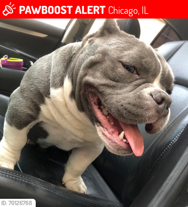 Lost Male Dog last seen KEDZIE AND MADISON, Chicago, IL 60612